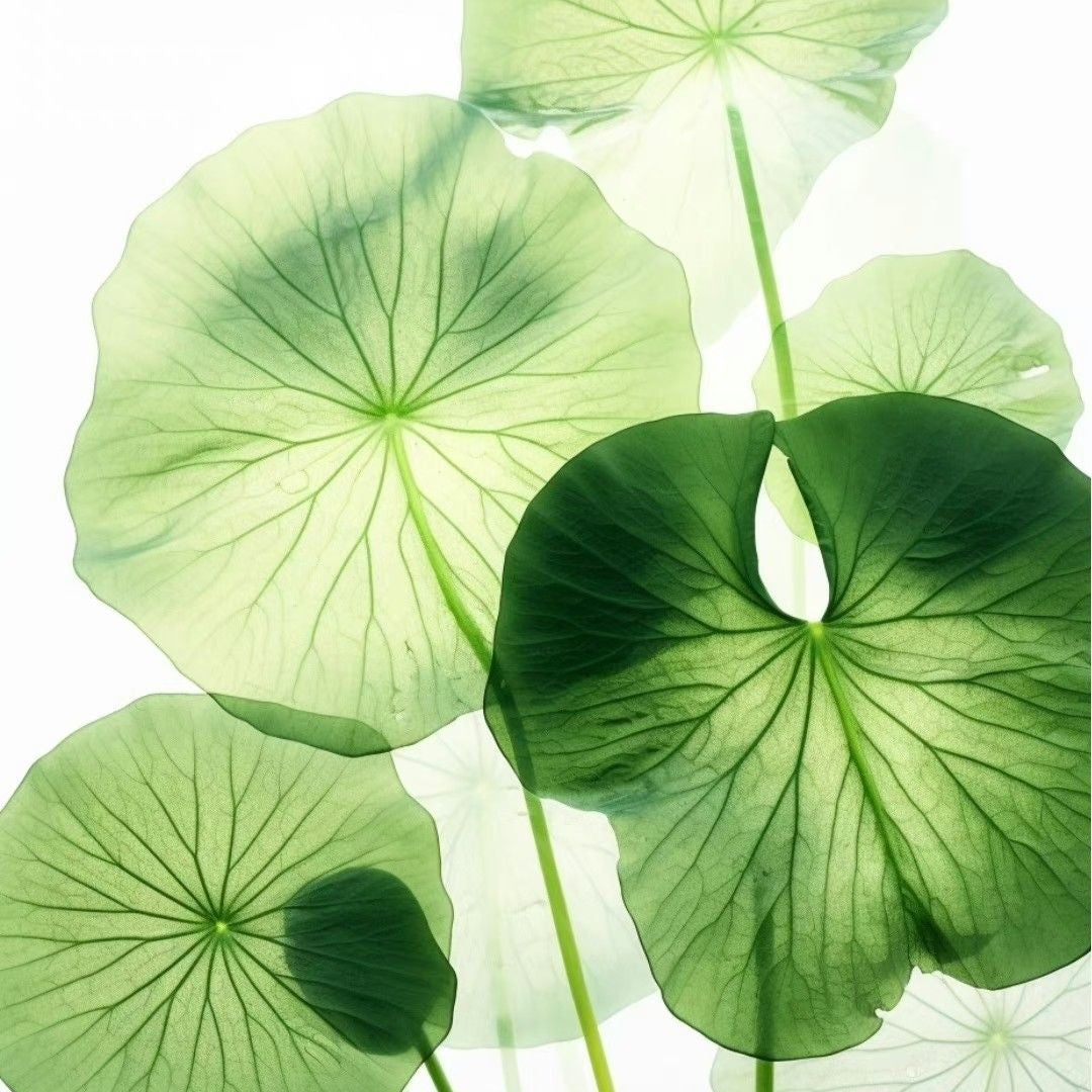 Centella & Cica